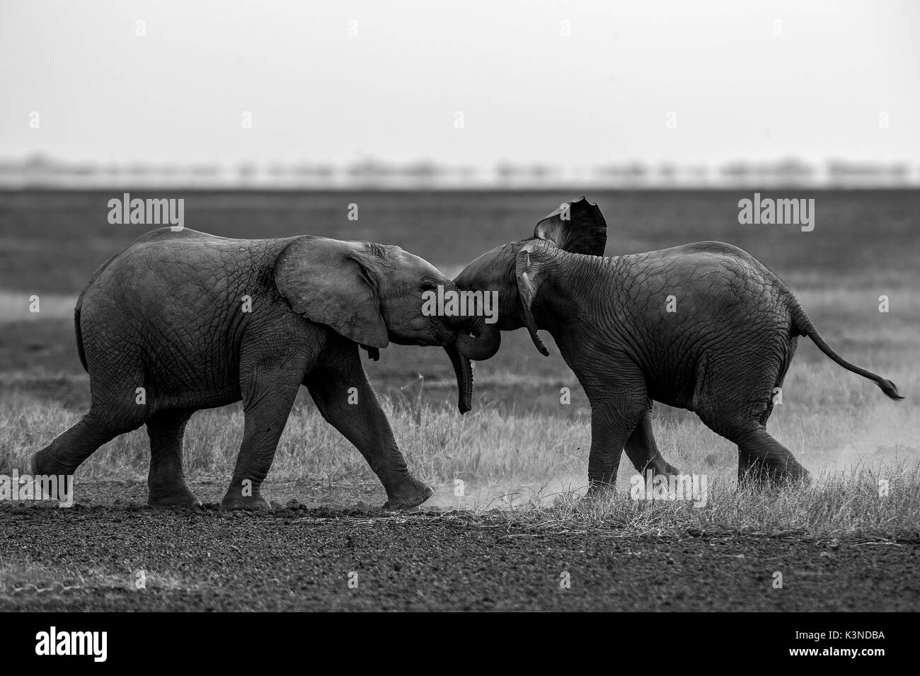 Le parc d'Amboseli, Kenya, Afrique, deux bébés éléphants jouant dans Amboseli paco Banque D'Images