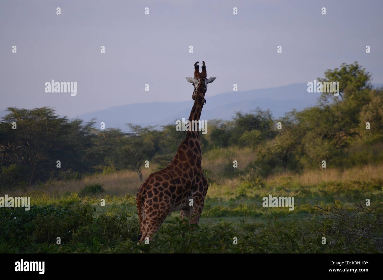 La faune africaine, la girafe Banque D'Images