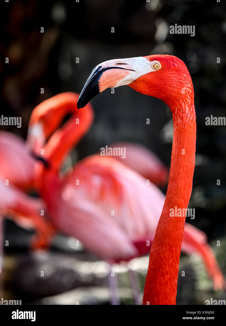 Flamant rose portrait sur bacxkround avec flamants floue Banque D'Images