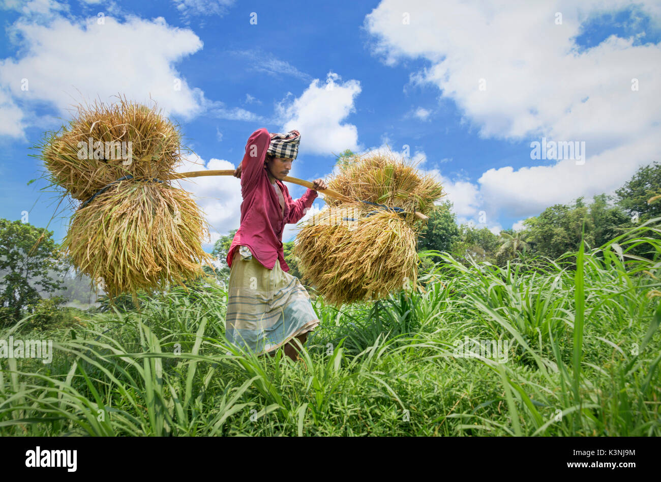 bangladesh-agri-banque-de-photographies-et-d-images-haute-r-solution