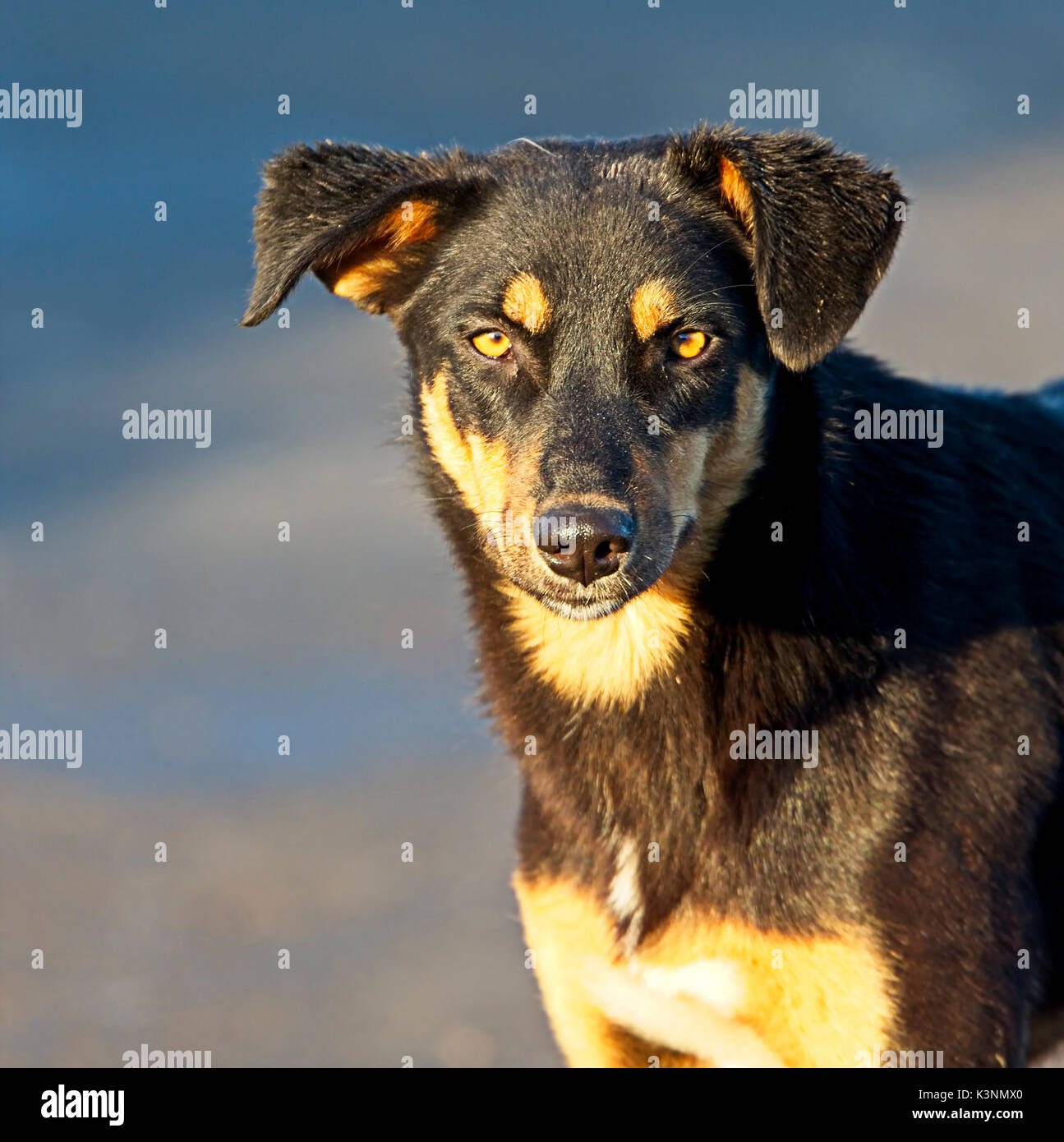 Le Poil Court Noir Et Feu Chien Sauvages Dans Le Port