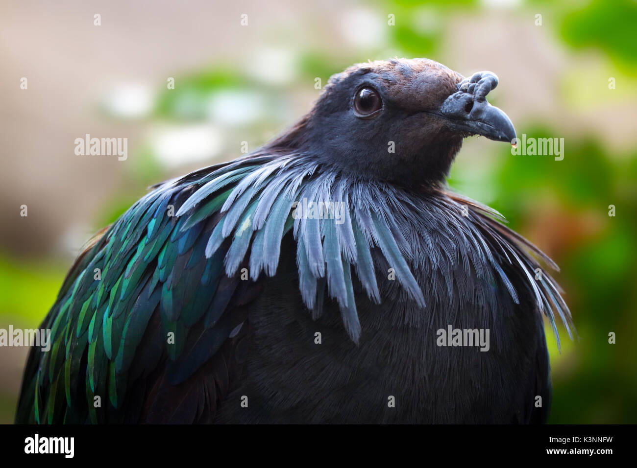 Pigeon nicobar oiseau avec plumes autour du cou Banque D'Images