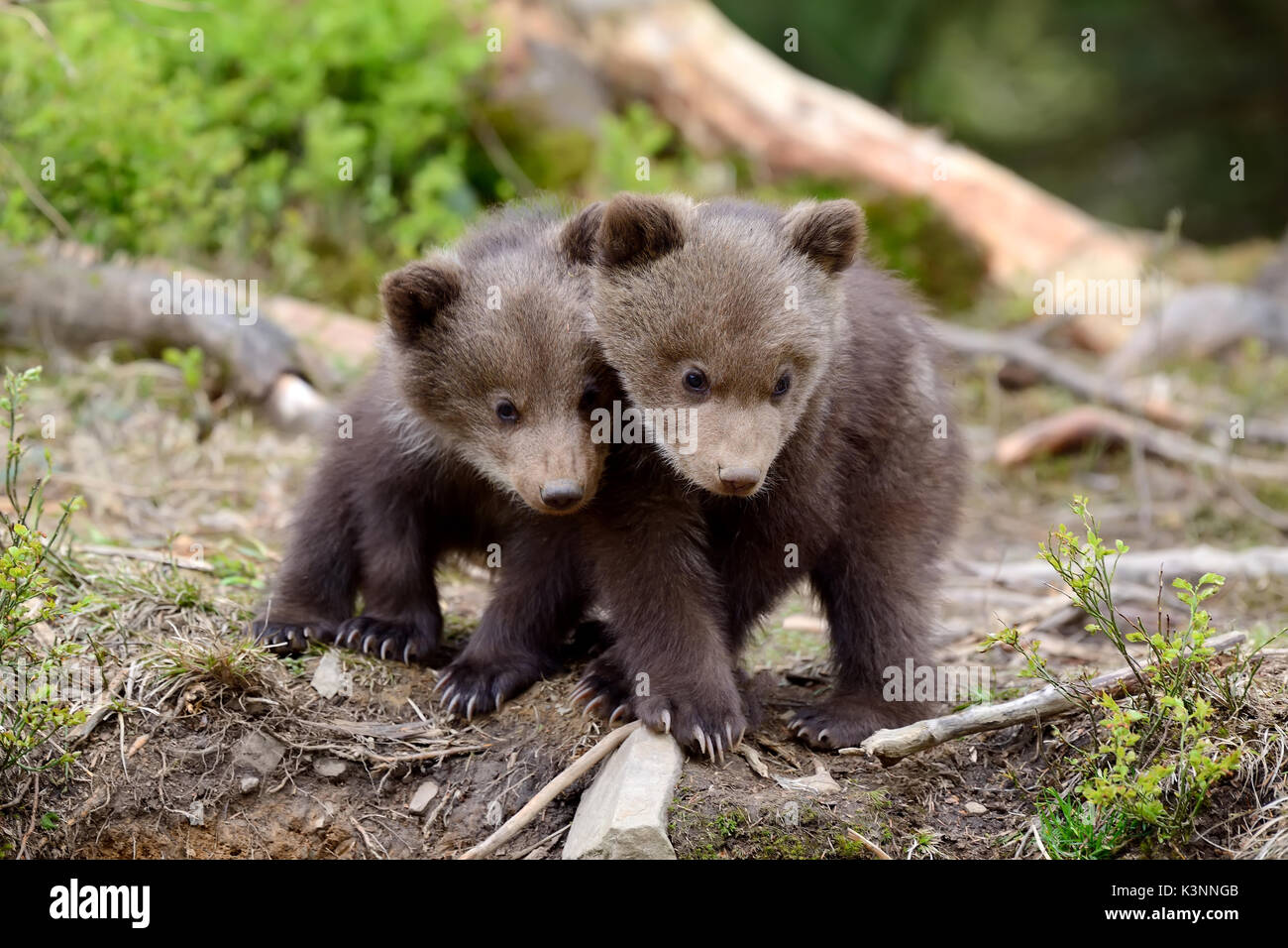 Les jeunes ours brun dans la forêt. Portrait de l'ours brun. Animal dans la nature de l'habitat. Cub de l'ours brun sans mère. Banque D'Images