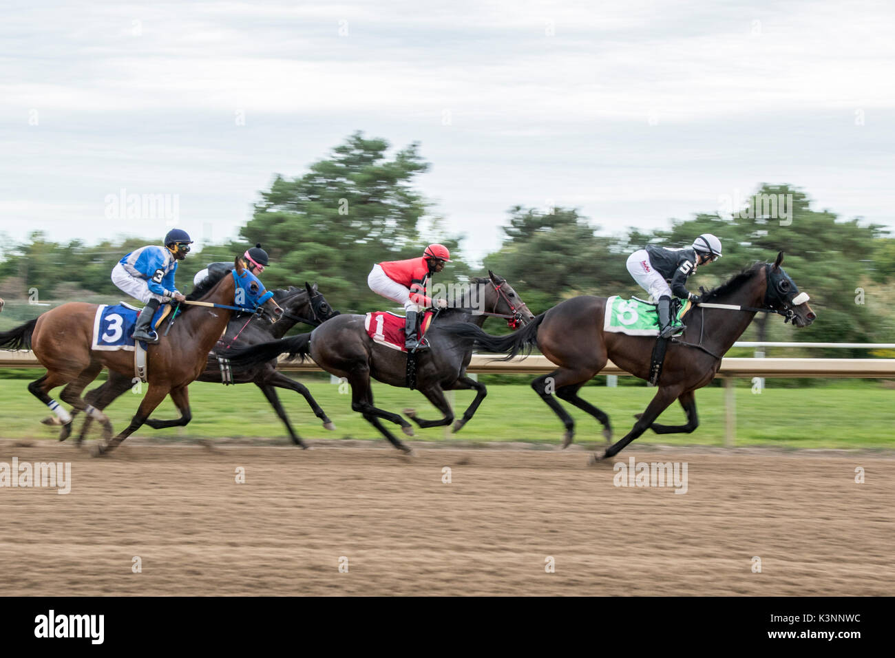 Courses de chevaux pur-sang Banque D'Images