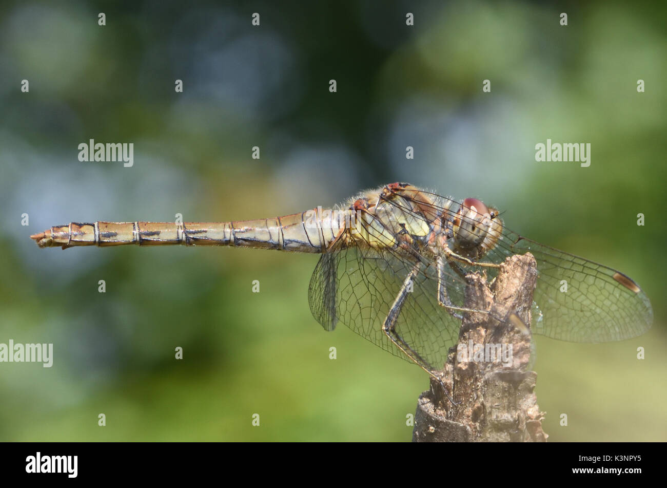 Un homme politique (Sympetrum striolatum libellule dard) repose sur un bâton. Bedgebury Forêt, Kent, UK Banque D'Images