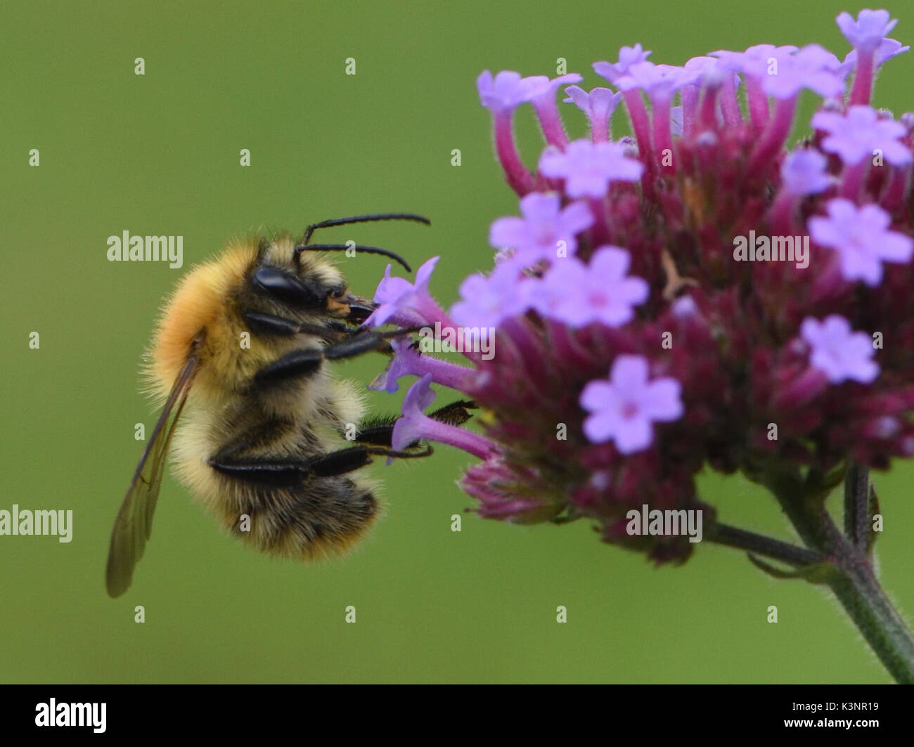 Un ouvrier cardeur commun bee (Bombus pascuorum) forages sur une verveine bonariensis capitule. Bedgebury Forêt, Kent, UK. Banque D'Images