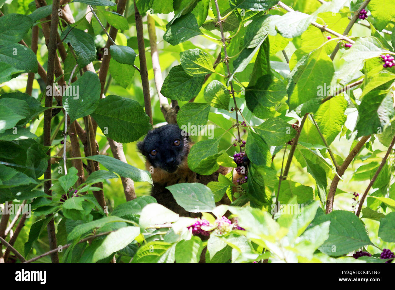 Un hélicoptère brown lemur scrutant de derrière les buissons. Banque D'Images