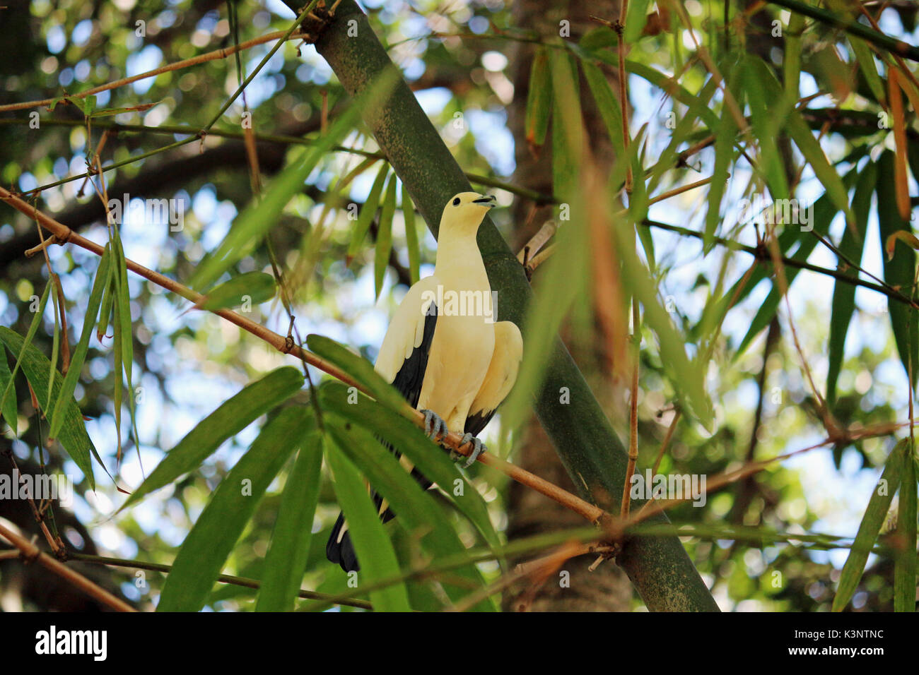 Un pied jaune pigeon dans la cime des arbres sur une branche d'arbre, Banque D'Images