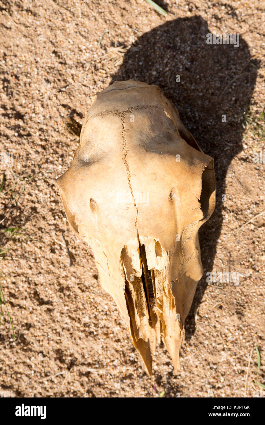 Scène dramatique du crâne d'un animal couché sur le sol Banque D'Images