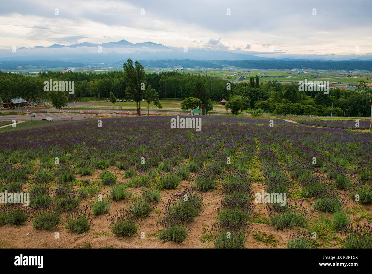 De plus en plus lavande à Saika no Sato à Nakafurano, Hokkaido, Japon Banque D'Images