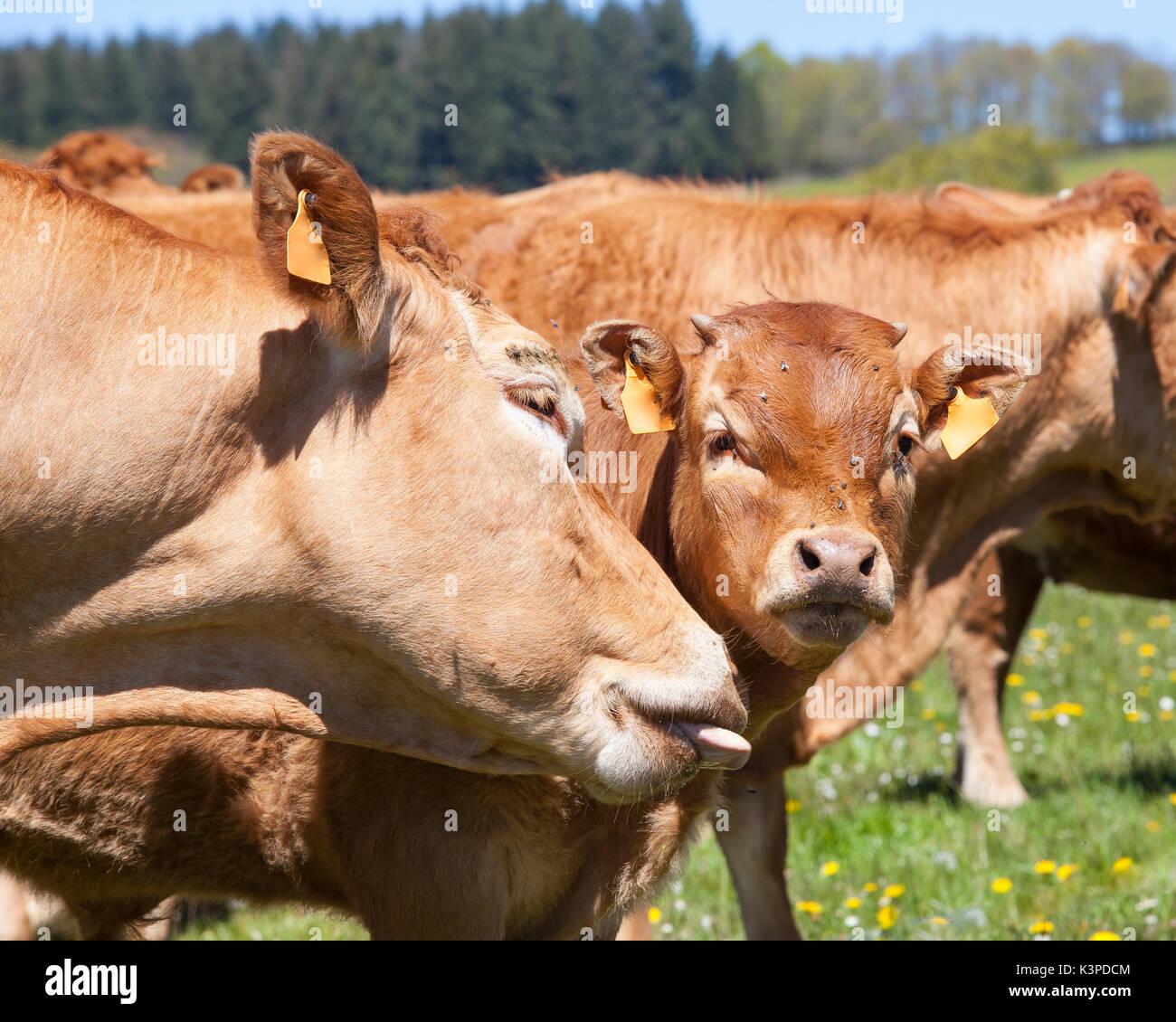 Vache Boeuf Limousin lécher le visage de son veau mâle de 1 an dans un pâturage de printemps lors du toilettage. Fermer plus la tête et sa langue Banque D'Images