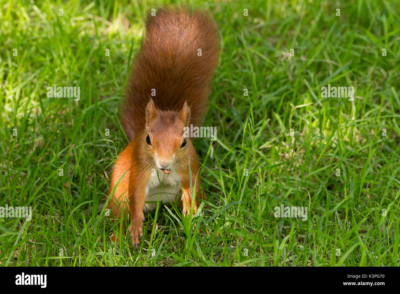 L'écureuil roux Sciurus vulgaris espèce autochtone en Grande-Bretagne et l'Irlande avec fourrure orange rouge grande queue rouge buissonnante. A l'aide d'un écrou dans sa bouche sur une banque d'herbe. Banque D'Images