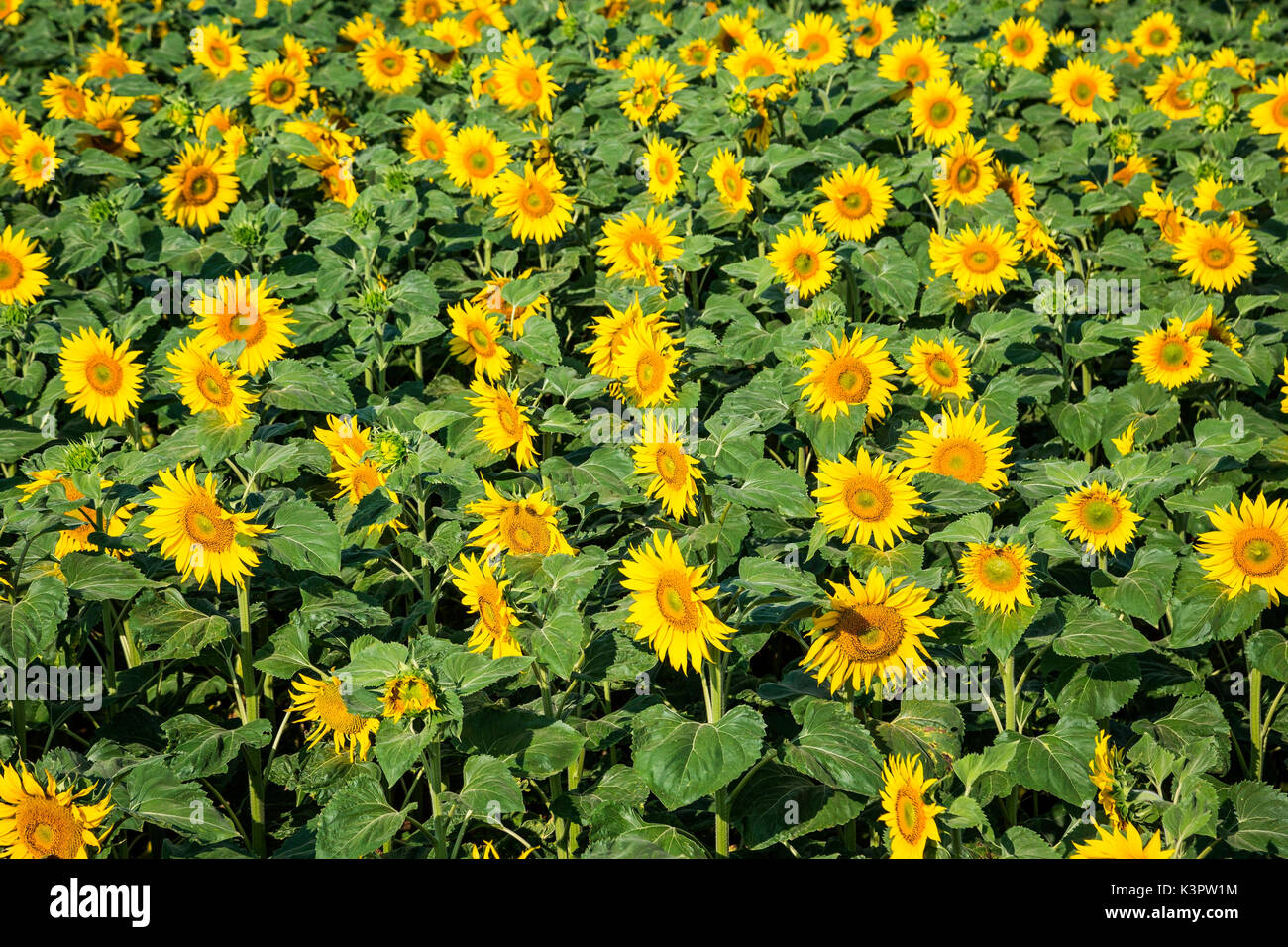 Loire, France. Un immense champ de tournesols, sous le soleil. Banque D'Images