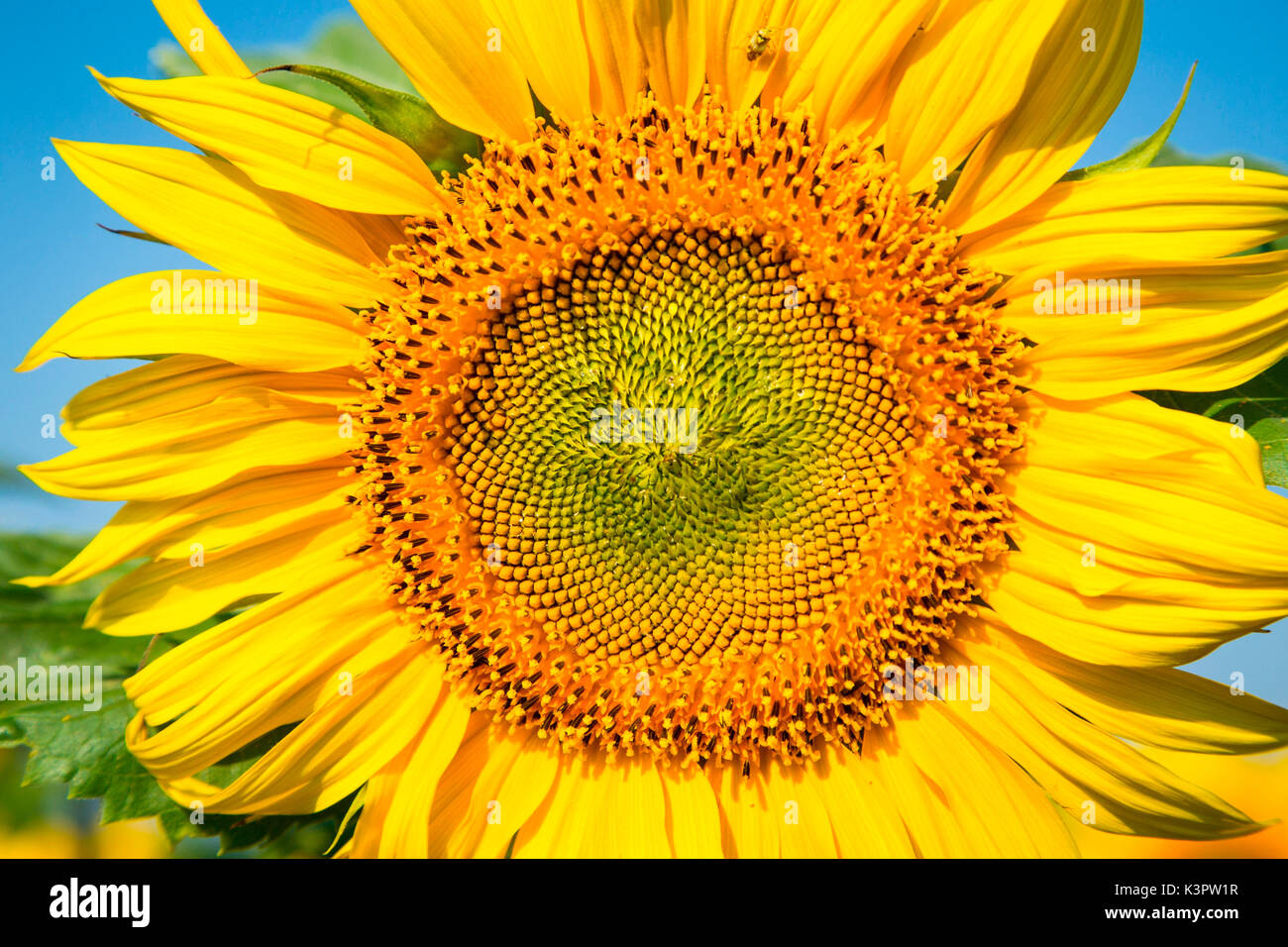 Loire, France. Le tournesol sous le soleil. Banque D'Images