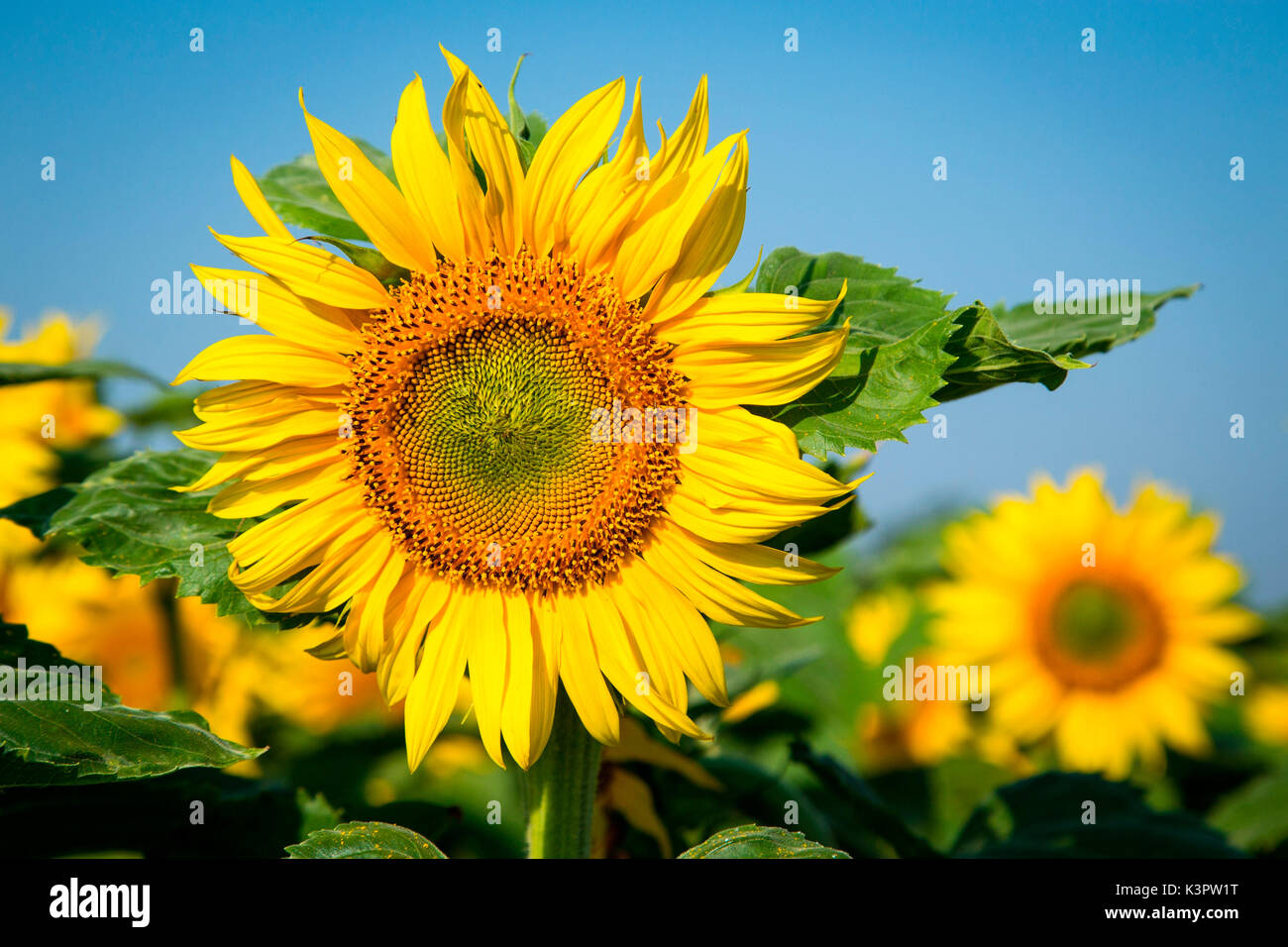 Loire, France. Le tournesol sous le soleil. Banque D'Images