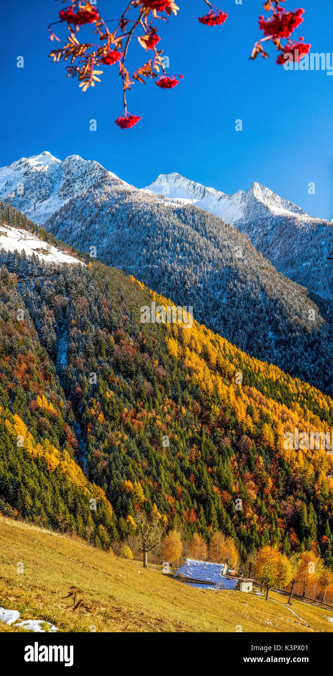 La palette de couleurs éclatantes dans le paysage d'automne de la vallée d'ALBAREDO Bitto : les oranges et rouges riches des arbres contrastant avec le blanc des sommets enneigés - Alpes Orobie Valtellina Lombardie Italie Europe Banque D'Images