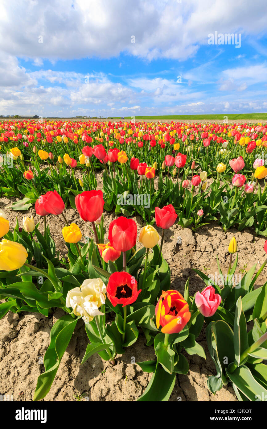 Ciel bleu et nuages sur les champs de tulipes multicolores Yerseke Reimerswaal province de Zélande aux Pays-Bas Les Pays-Bas Europe Banque D'Images