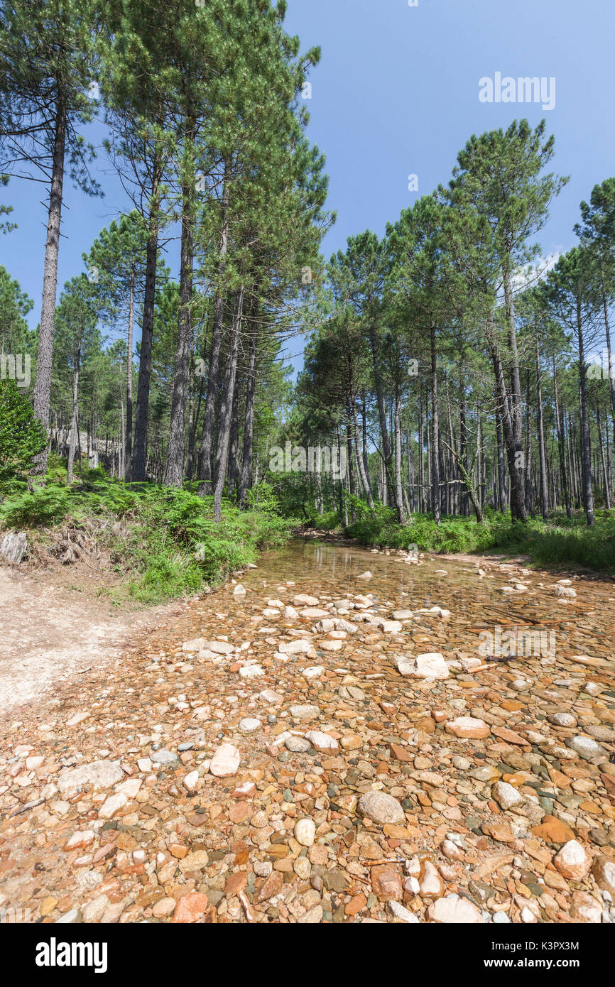De l'eau s'écoule le ruisseau dans la forêt du parc naturel de la montagne de l'Ospedale Piscia di Gallo Zonza Corse-du-Sud France Europe Banque D'Images