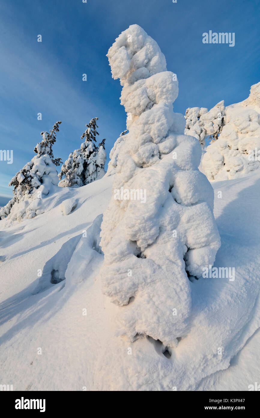 Soleil et ciel bleu, la trame des branches d'arbres gelés le dans la Snowy Woods Ruka Kuusamo Laponie Finlande Europe région Ostrobothnia Banque D'Images