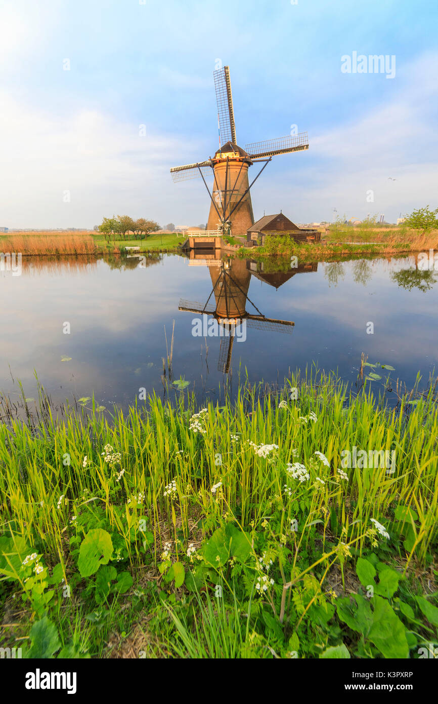 Moulin reflète dans le canal encadrée par l'herbe et ciel rose à l'aube Molenwaard Kinderlijk South Holland aux Pays-Bas l'Europe Banque D'Images