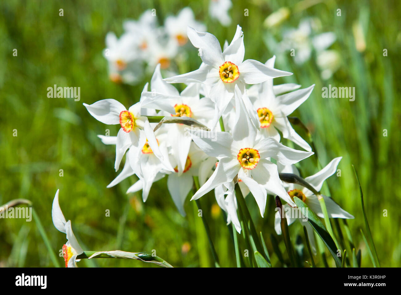 Un bouquet de Narcisse ou jonquille, Fleur alpine Lombardie Italie Europe Banque D'Images