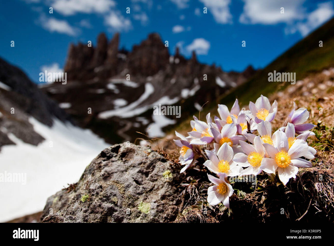 Violet de l'Arctique (Pulsatilla vernalis) fleurissent dans le groupe dolomitique avec l'Antermoia di Catinaccio Denti di Terra Rossa dans l'arrière-plan, Dolomites, Trentin-Haut-Adige Italie Europe Banque D'Images