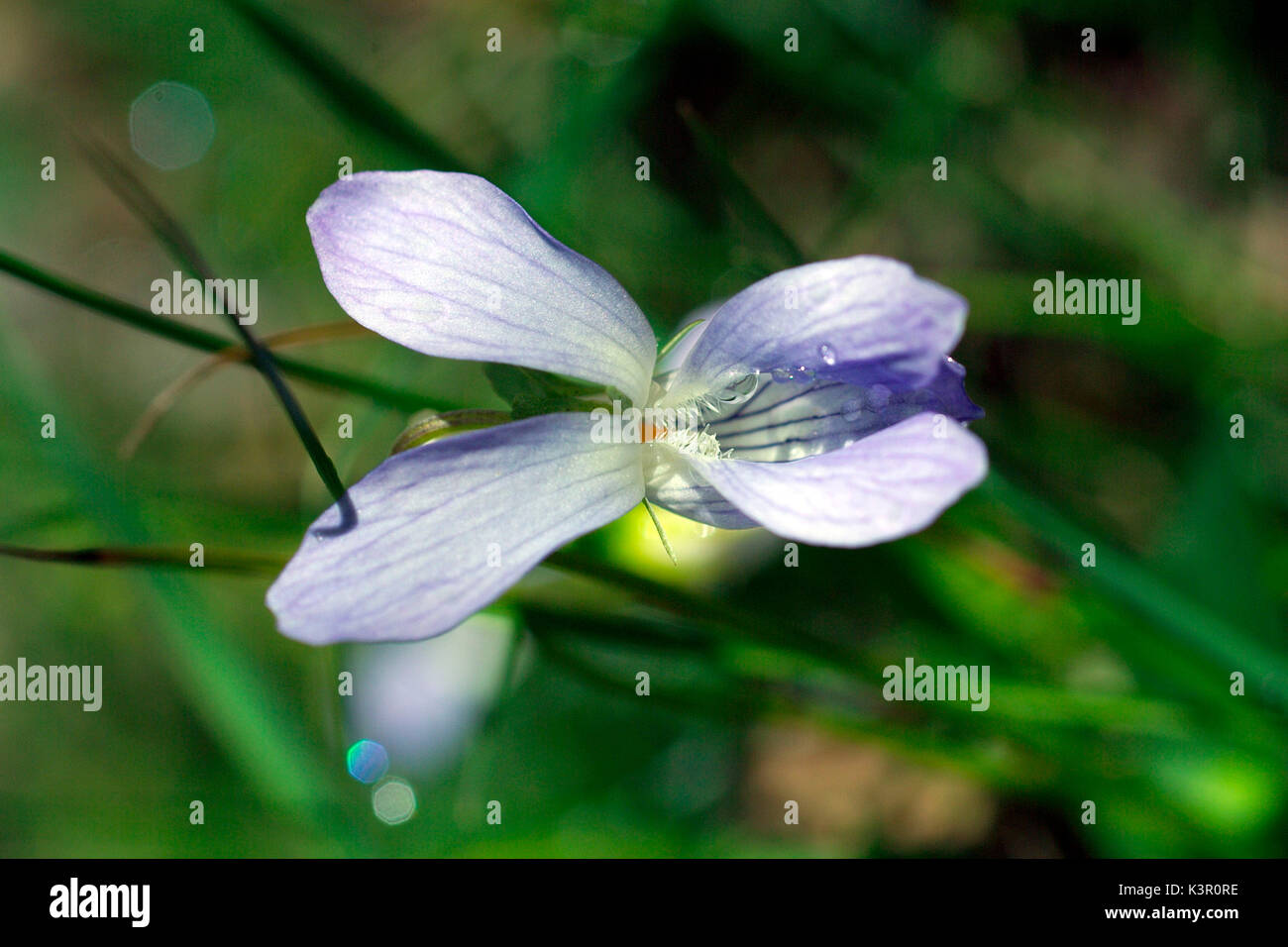 Viola riviniana, le chien commun-violet, est une espèce du genre Viola. Il est aussi appelé bois de violette et de chien violet. C'est une herbe vivace des crêtes boisées, des prairies et des banques de couverture ombragé. Lombardie Italie Europe Banque D'Images