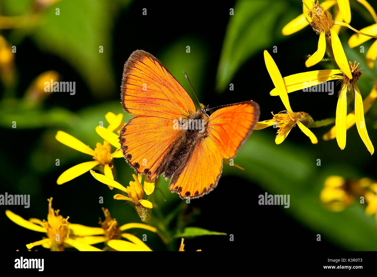 Un peu de cuivre ou de papillon Lycaena Virgaureae allongé sur certaines fleurs alpines Lombardie Italie Europe Banque D'Images