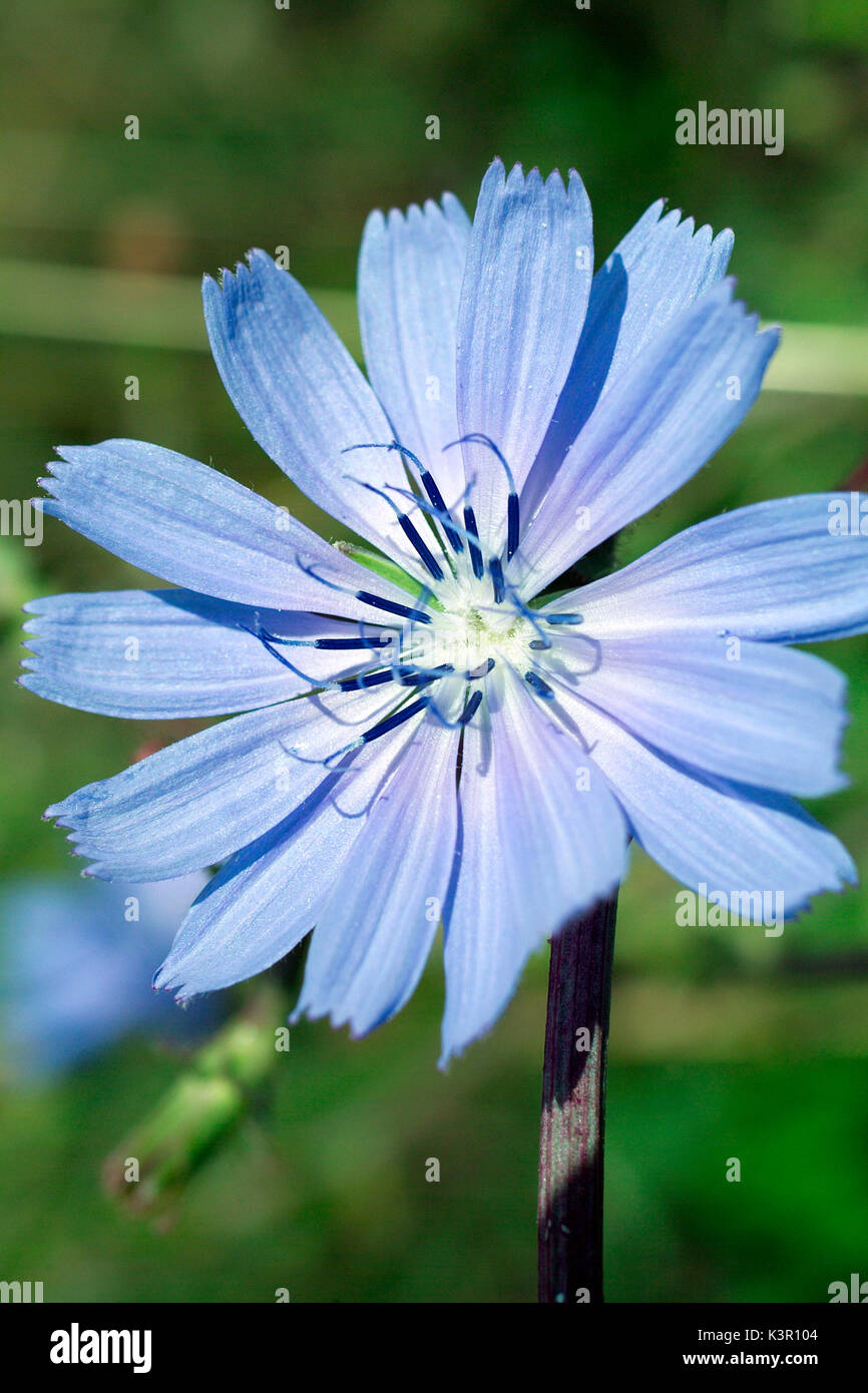 Cicerbita alpina, communément appelé le laiteron des Alpes ou bleu alpin le laiteron des champs est une espèce de plante herbacée vivace appartenant au genre Cicerbita de la famille des Asteraceae. Elle est originaire d'Upland et les régions montagneuses de l'Europe. Lombardie Italie Banque D'Images
