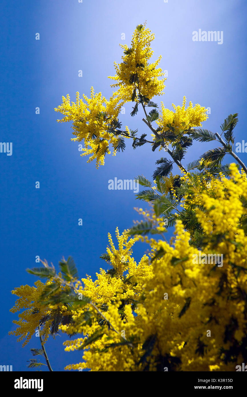 Le mimosa de l'acacia bleu est une espèce d'acacia lombardie italie europe  Banque de photographies et d'images à haute résolution - Alamy