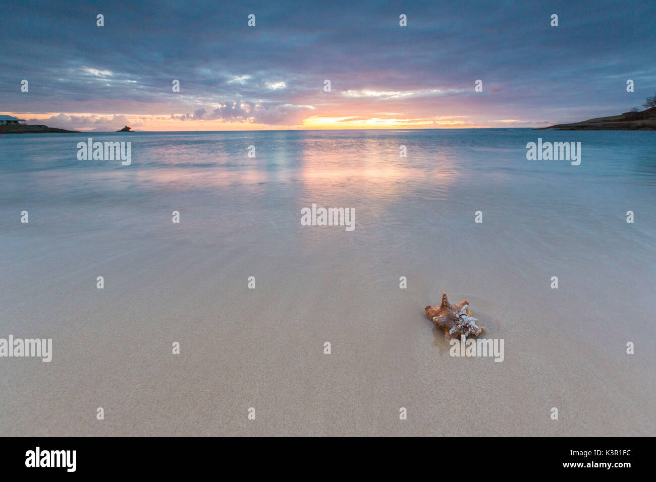Un coquillage sur le sable encadrées par les couleurs des Caraïbes d'Eretmochelys imbricata Sunset Bay Antigua-et-Barbuda Antilles Îles sous le vent Banque D'Images