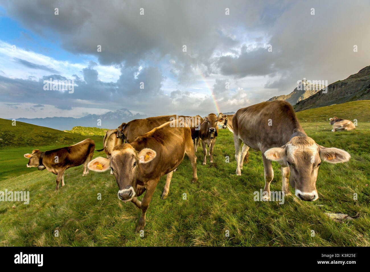 L'arc en ciel images un troupeau de vaches qui paissent dans les verts pâturages de Campagneda Alp Valtellina Valmalenco Lombardie Italie Europe Banque D'Images