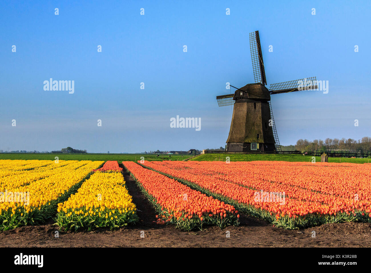 Champs de tulipes multicolores et ciel bleu le moulin bâti au printemps Berkmeer Koggenland North Holland Pays-bas Europe Banque D'Images