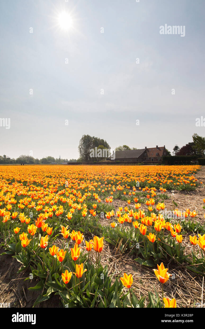 Le jaune et l'orange couleur tulipes au printemps le paysage du parc de Keukenhof Lisse Hollande Pays-Bas Europe du Sud Banque D'Images