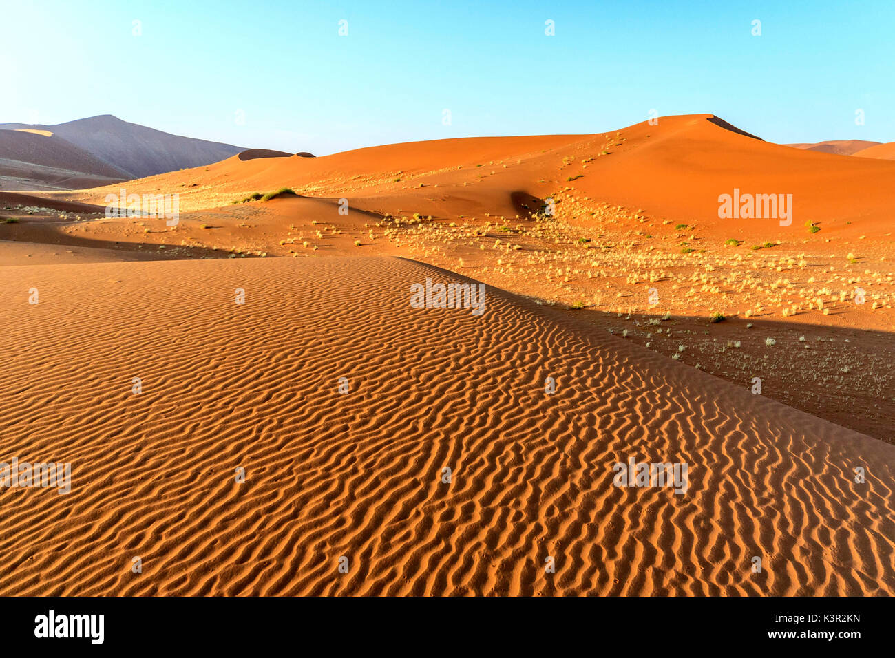 Les plantes séchées entre les dunes de sable façonné par le vent du désert du Namib Naukluft Deadvlei Sossusvlei Parc National Afrique Namibie Banque D'Images