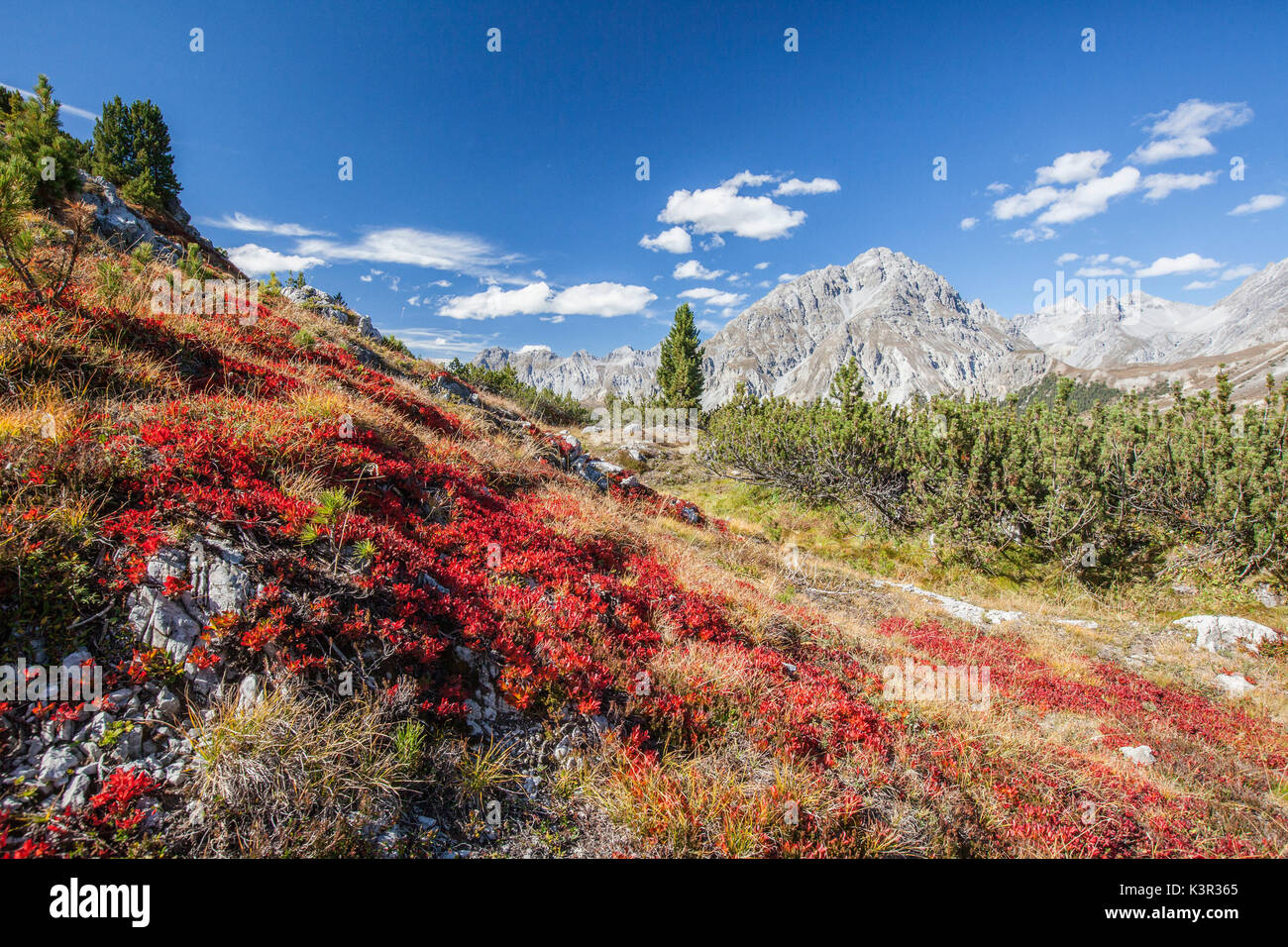 Tapis de myrtilles Ofen Mustair Valley Canton des Grisons Suisse Europe Banque D'Images