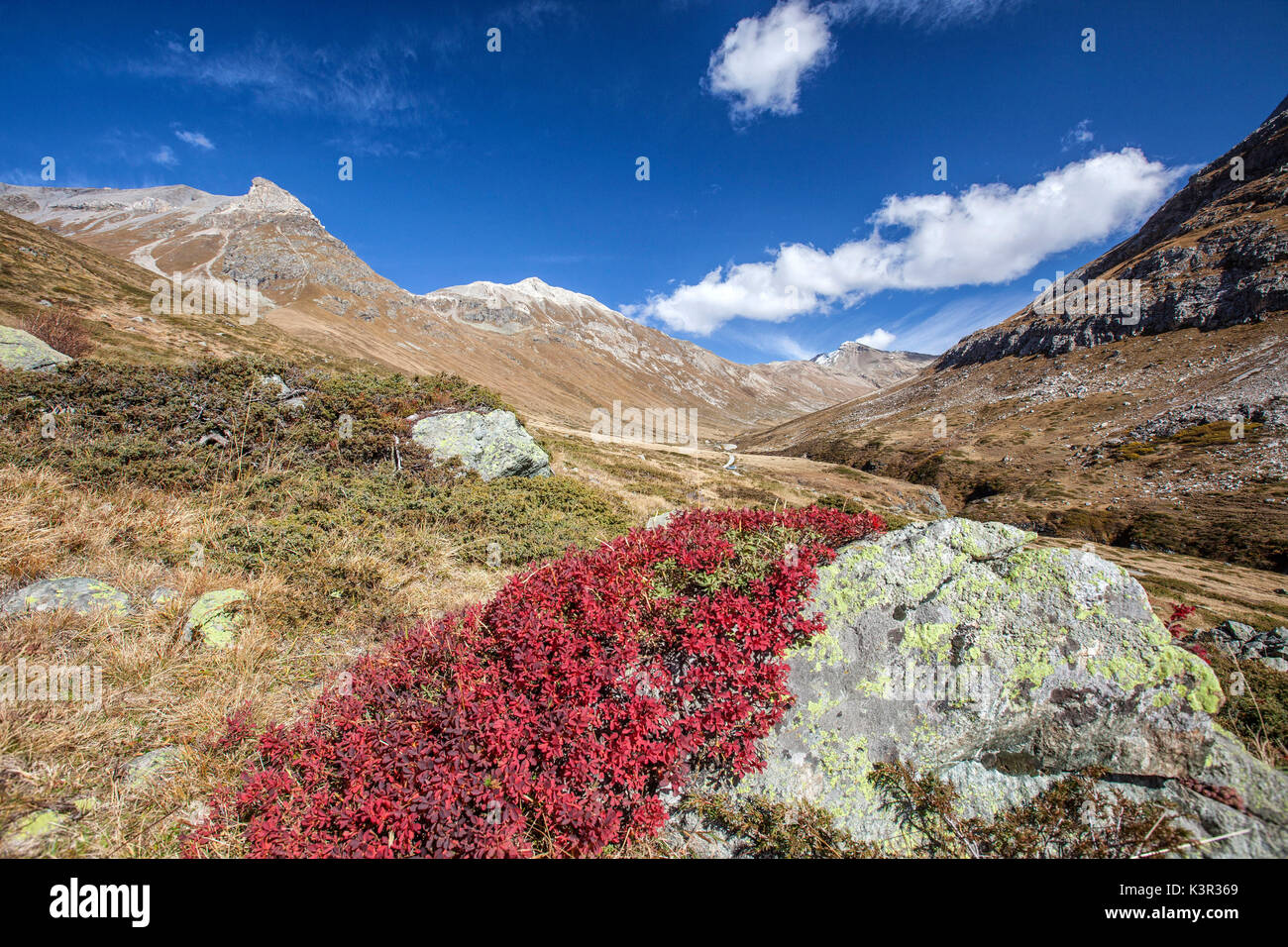 Les canneberges et couleurs d'automne Fain Engadine Vallée Canton des Grisons Suisse Europe Banque D'Images