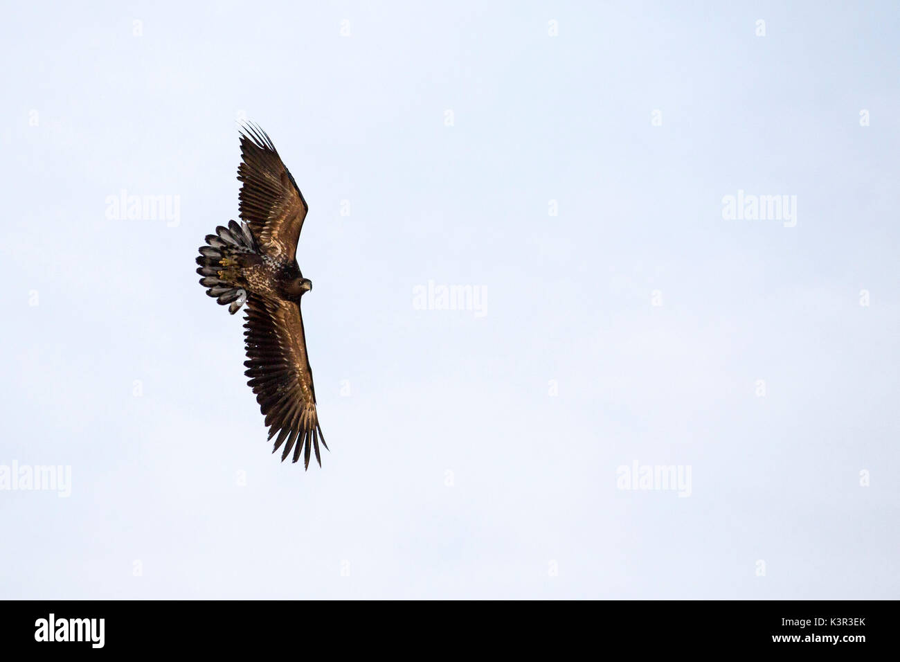 L'aigle de mer à queue blanche Flatanger Trøndelag Norvège Europe Banque D'Images