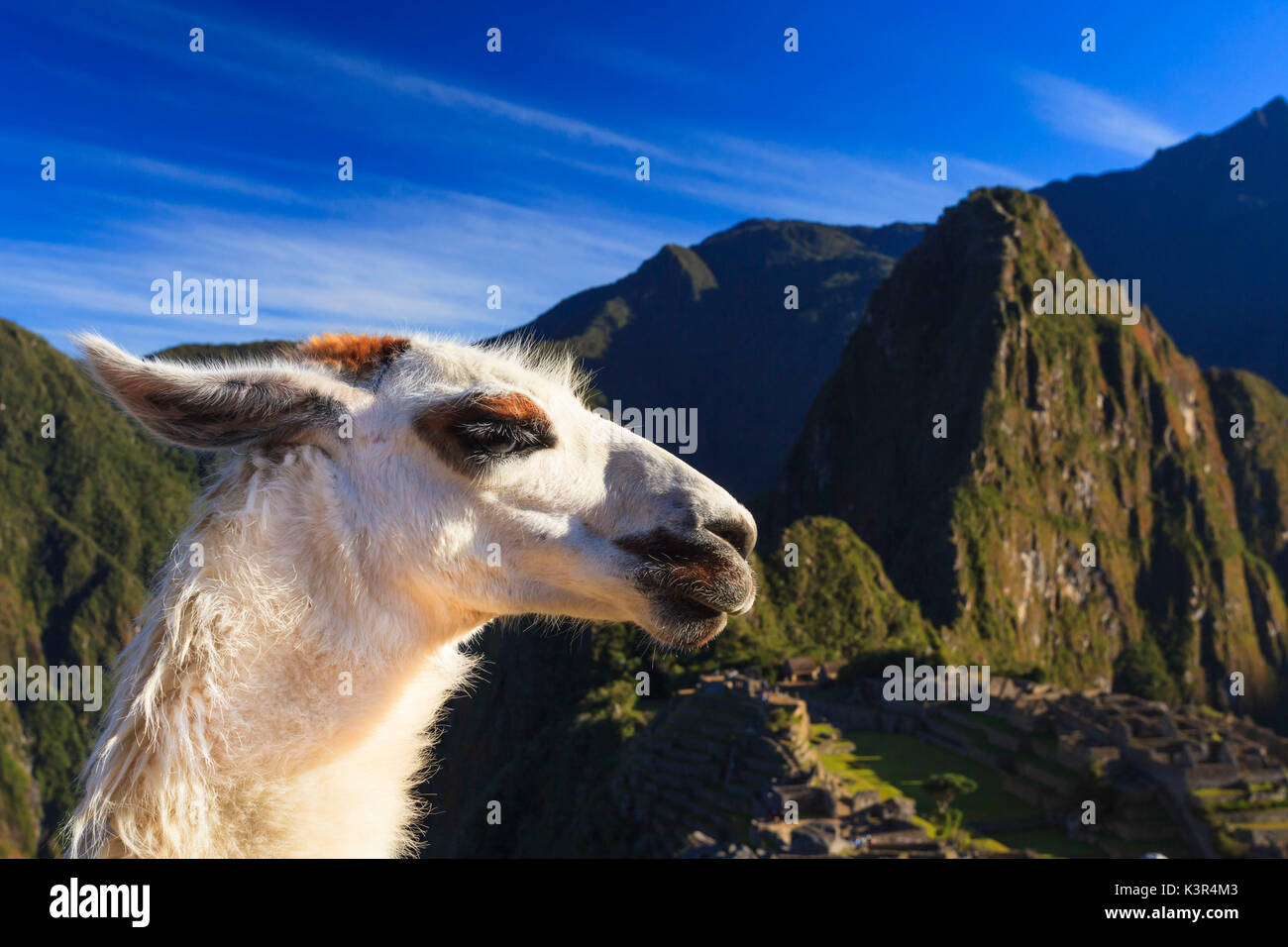 Llama au célèbre site archéologique de Machu Picchu dans la région de Cuzco, la Province d'Urubamba, Machupicchu, Pérou, Amérique du Sud Banque D'Images