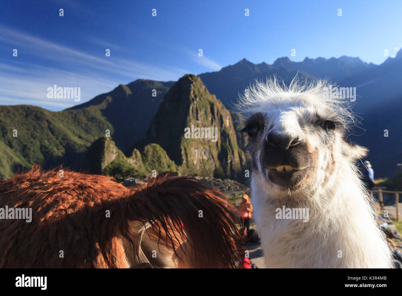 Llama au célèbre site archéologique de Machu Picchu dans la région de Cuzco, la Province d'Urubamba, Machupicchu, Pérou, Amérique du Sud Banque D'Images