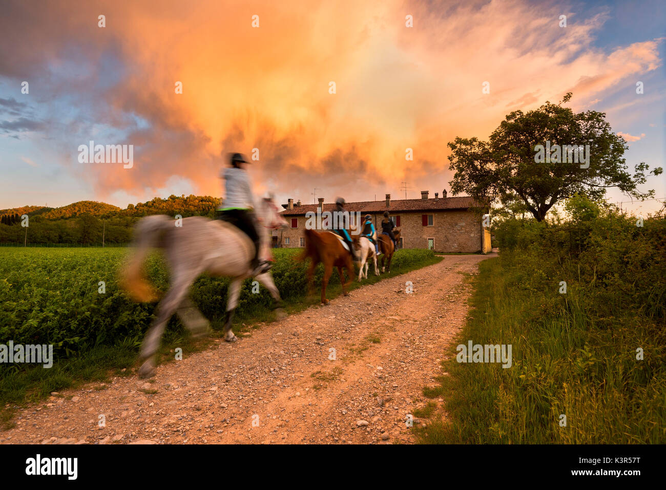 Chevaux au coucher du soleil de la Franciacorta, province de Brescia, Lombardie, Italie, district de l'Europe. Banque D'Images