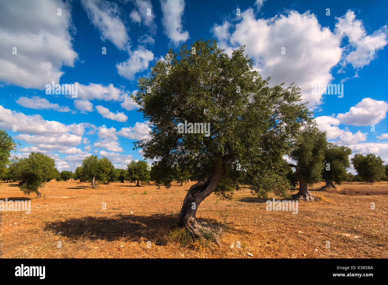 Dans les Pouilles, Olive, région des Pouilles, Italie, Europe. Banque D'Images