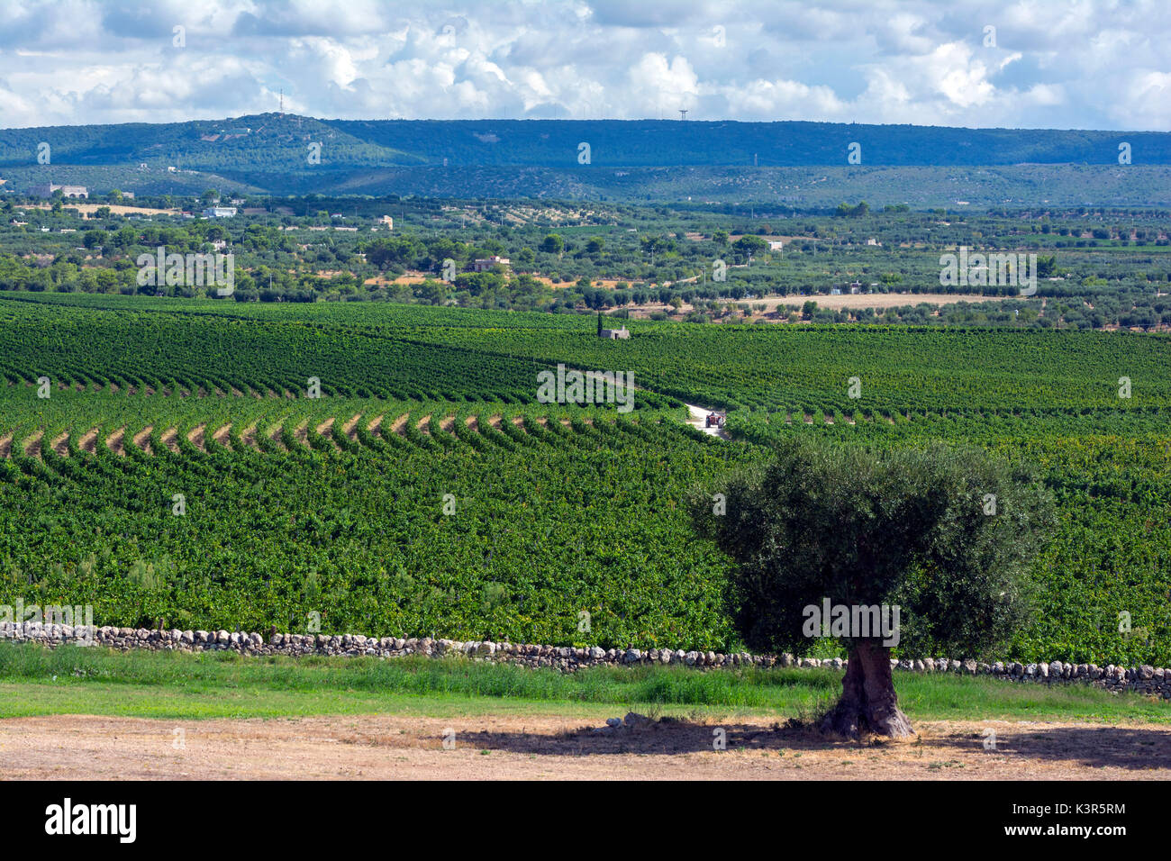 L'Europe, Italie, Amastuola vignoble dans le sud de l'Italie, Pouilles. Banque D'Images