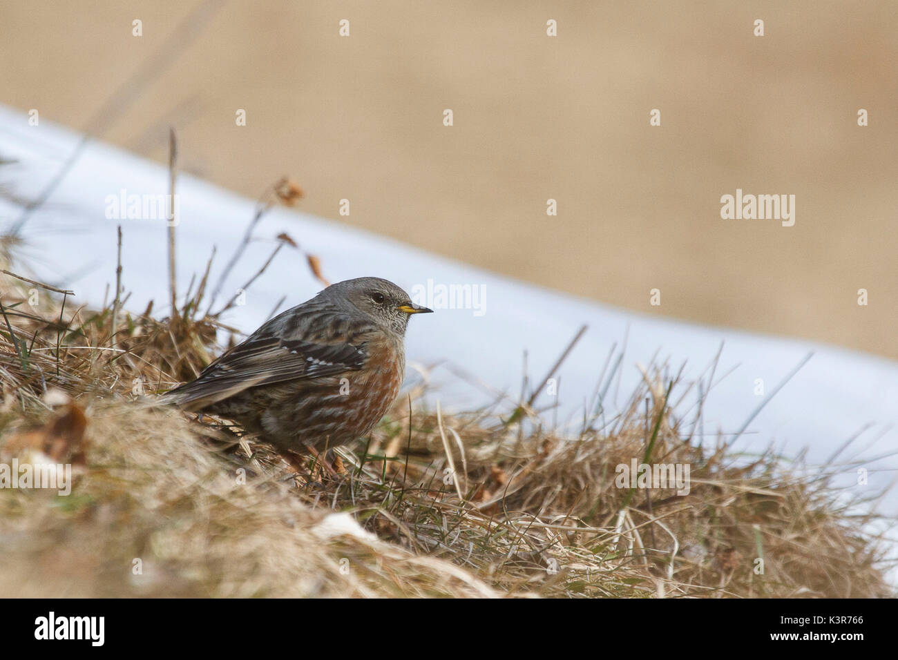 Parc National du Stelvio, Lombardie, Italie. Alpine accentor. Banque D'Images