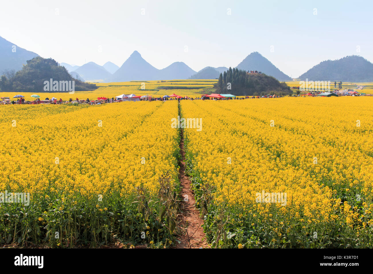 Les touristes marcher parmi les champs de fleurs de colza Luoping dans le Yunnan en Chine. Luoping est célèbre pour les fleurs de colza que fleur le début du printemps, Chine Banque D'Images