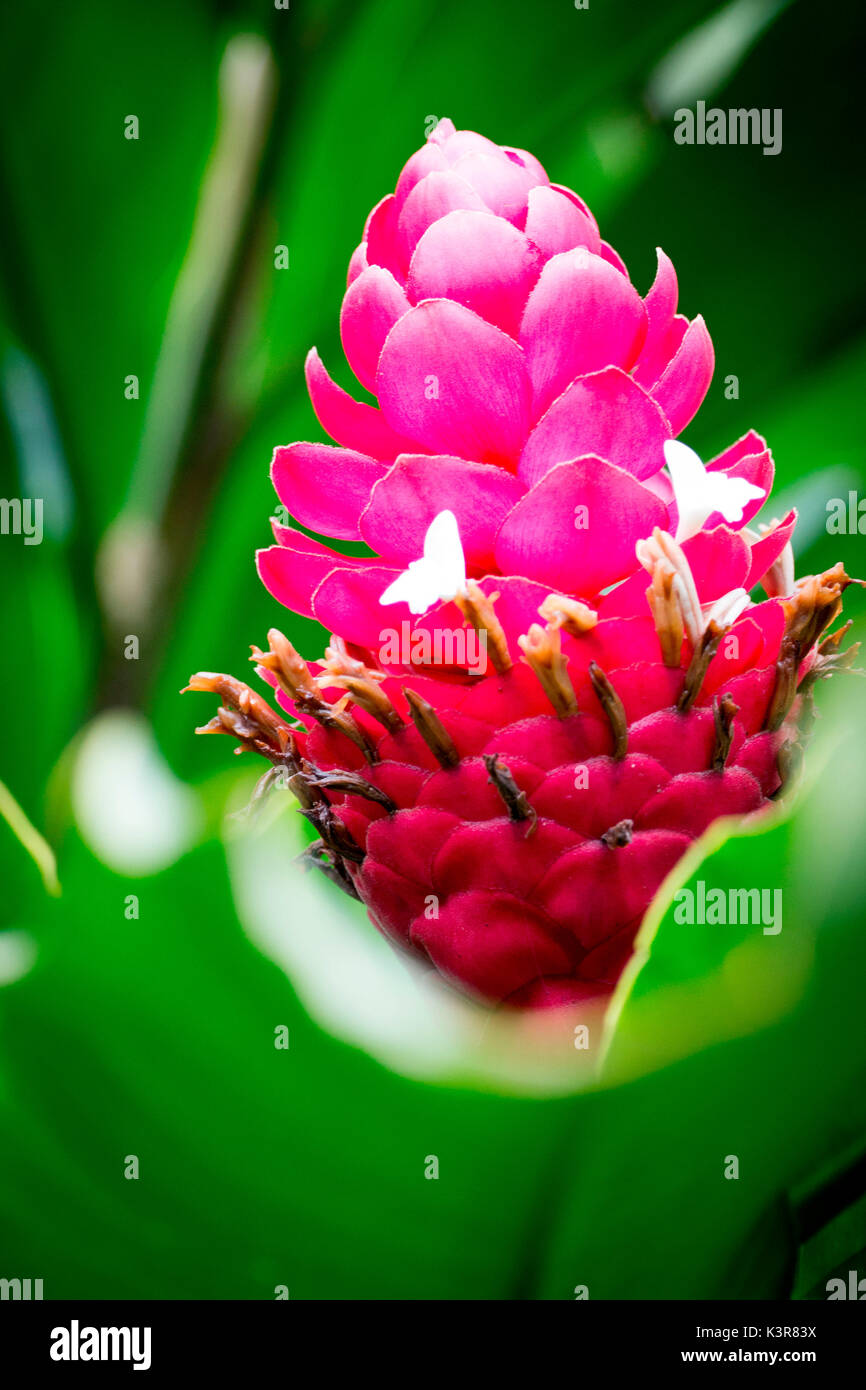 Costa Rica, Amérique centrale. Rouge vermillon feuille fleur tropicale dans la forêt tropicale. Banque D'Images