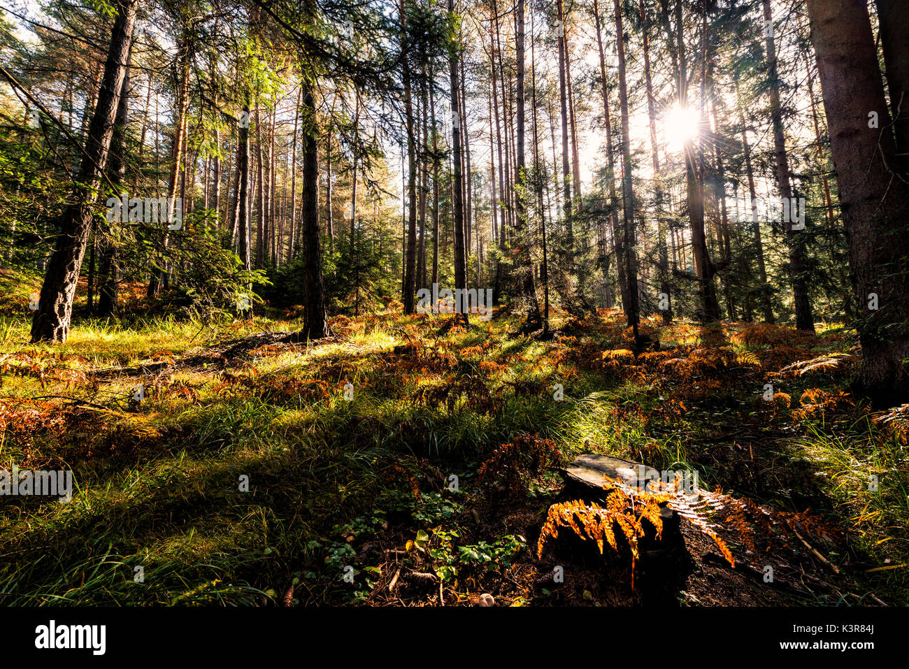 L'Italie, Trentin-Haut-Adige, la vallée de Non, la lumière en forêt dans une journée d'automne. Banque D'Images