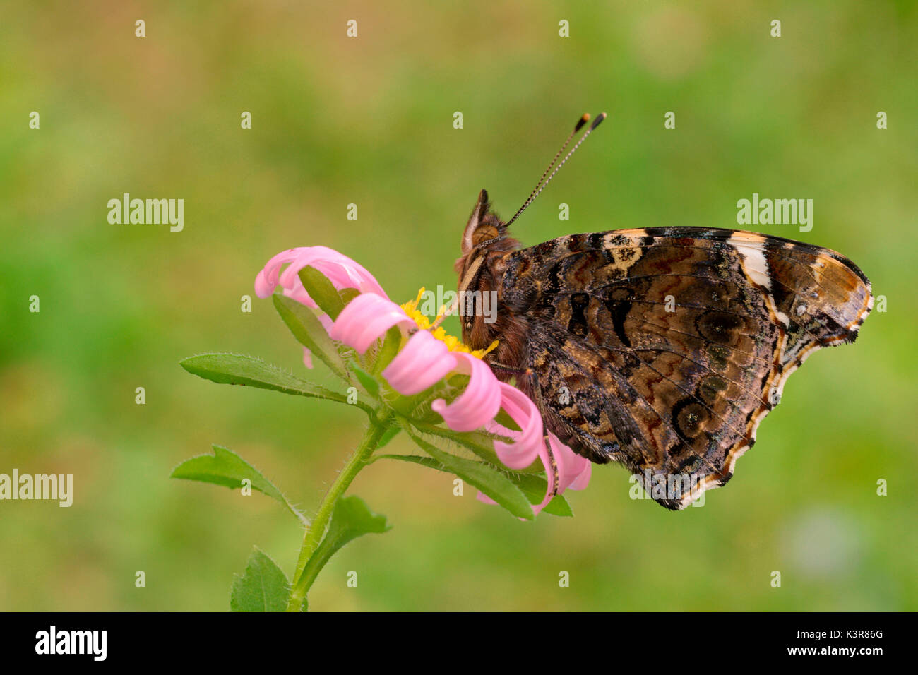 Vanessa atalanta, Casareggio, Ligurie, Italie, Vobbia Banque D'Images