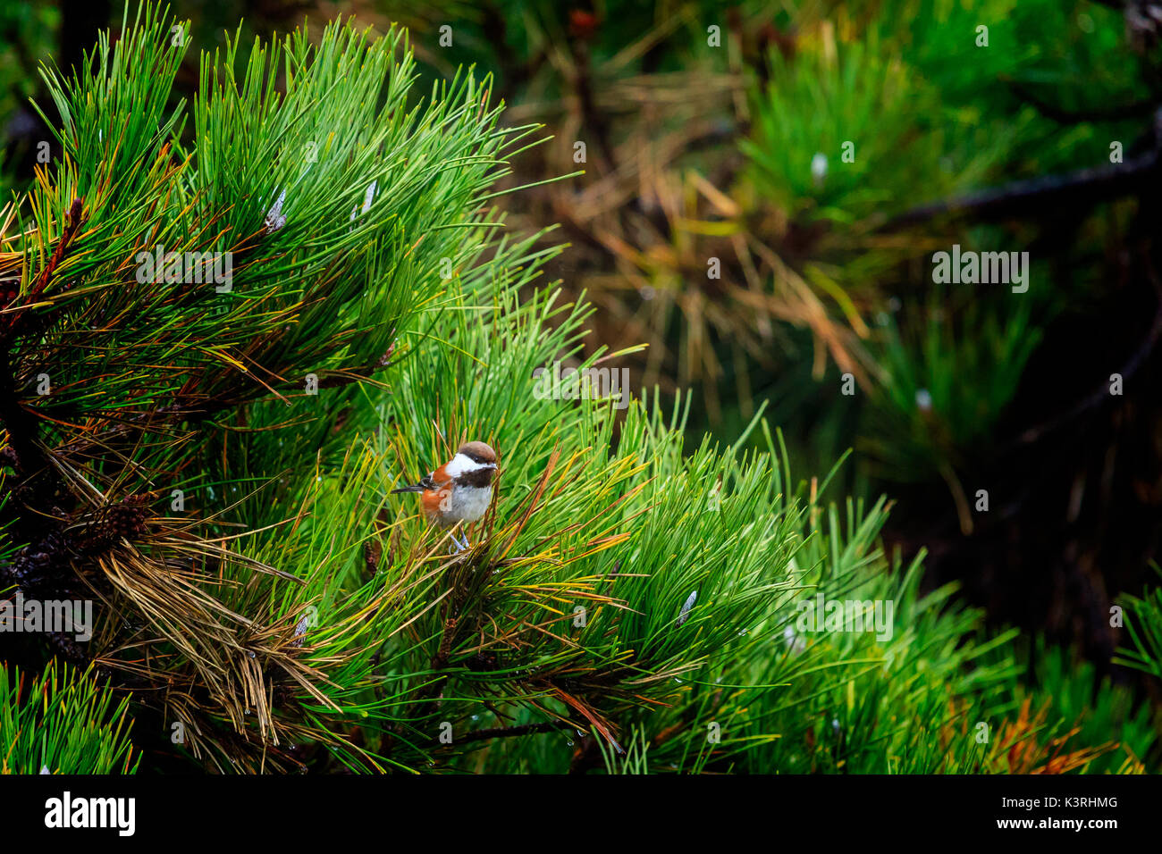 Mésange à dos Banque D'Images