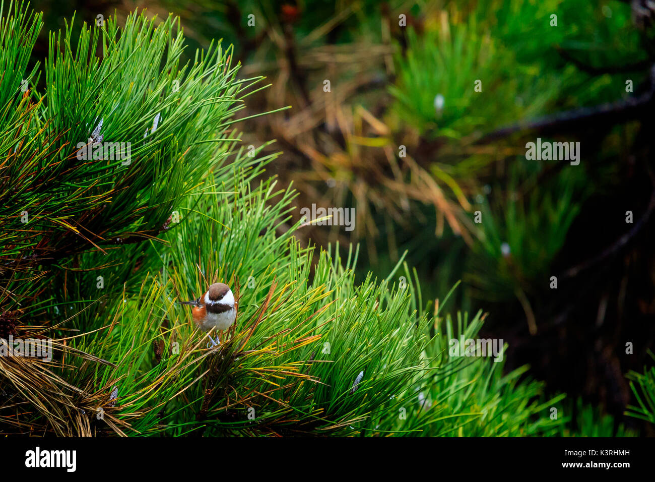 Mésange à dos Banque D'Images